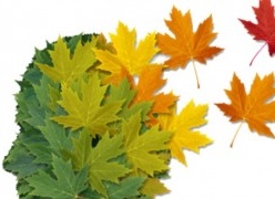immagine della new logo della new